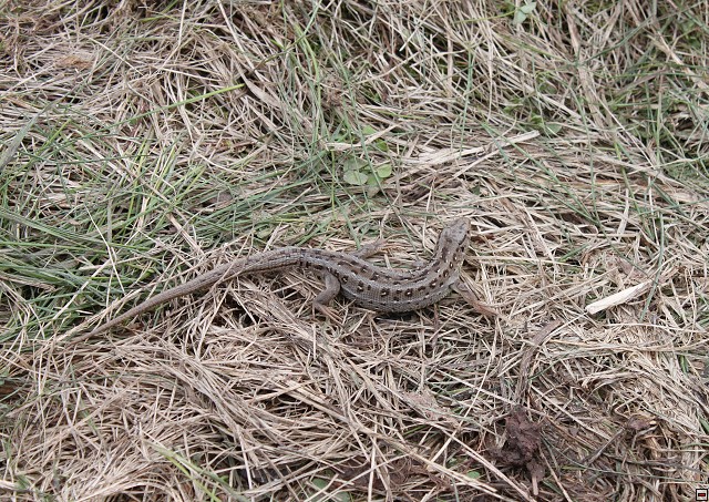 img00003.jpg