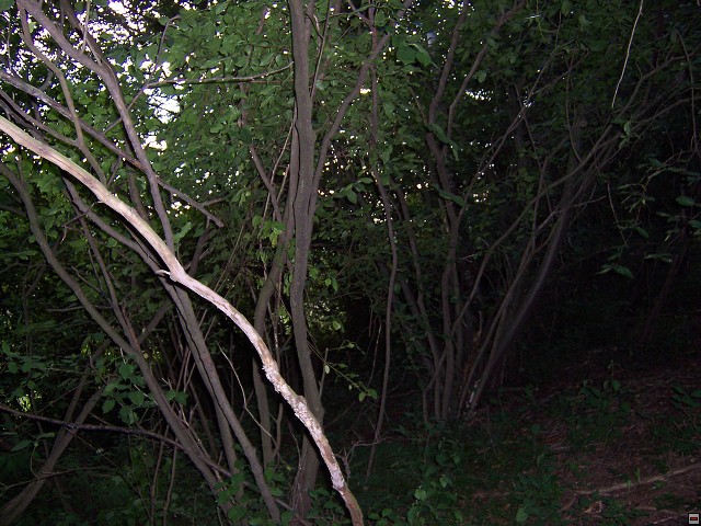 img00004.jpg