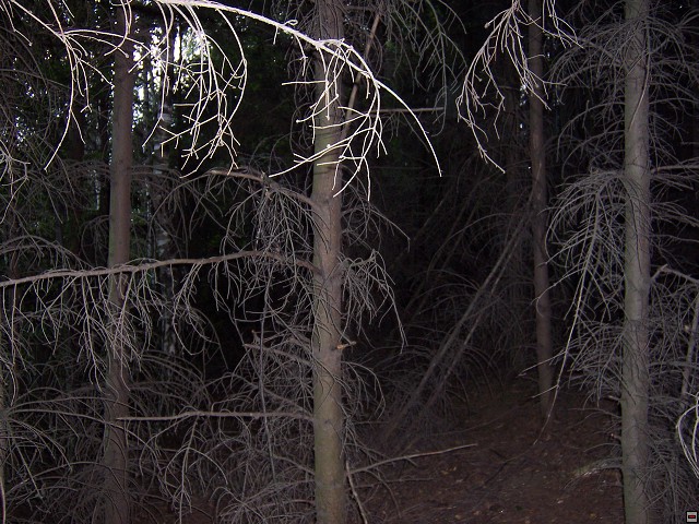 img00005.jpg