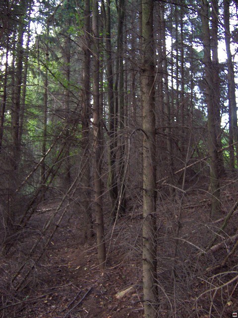 img00007.jpg