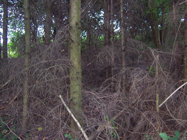 img00008.jpg