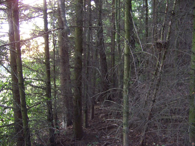 img00012.jpg