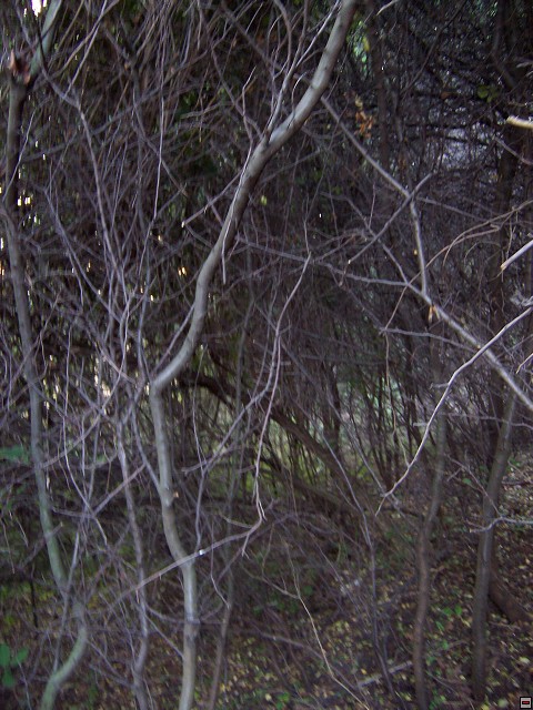 img00013.jpg