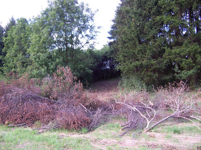 img00019.jpg